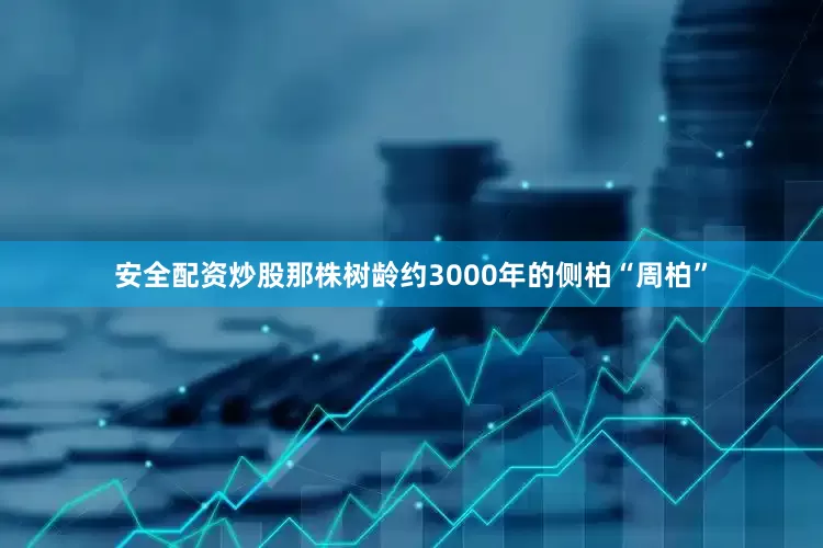 安全配资炒股那株树龄约3000年的侧柏“周柏”